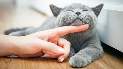 гладить кошку во сне