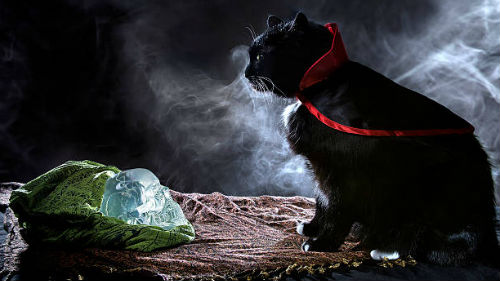 магия кошек