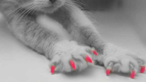 к чему снятся лапы кошки